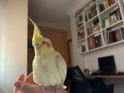Remy kayıp aranıyor