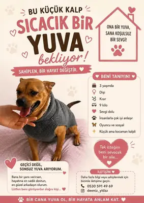 sevimli bebek yeni yuvasini arıyor 