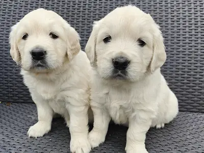 Cream Golden Retrievers