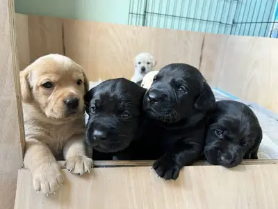Beautiful litter of Labrador puppies