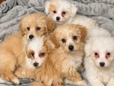 Muhteşem Maltipoo Yavruları