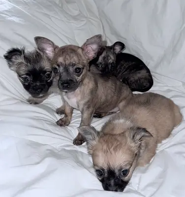 Rare brindle chihuahua puppies