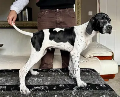 White Pointer Puppies – Ready for Their Forever Homes