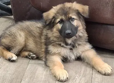 KC registered German Shepherd Puppies