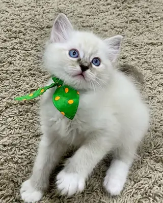 Ragdoll kittens available