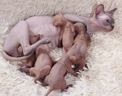 Beautiful Sphynx kittens for sale