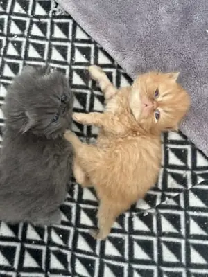 Ful Persian kittens Ready Now