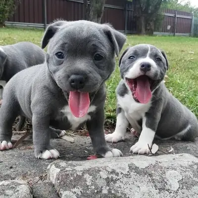Staffordshire Bull Terrier Puppies For Sale now