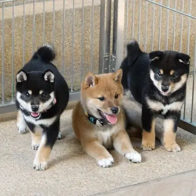 Shiba Inu Puppies | 12 weeks old,