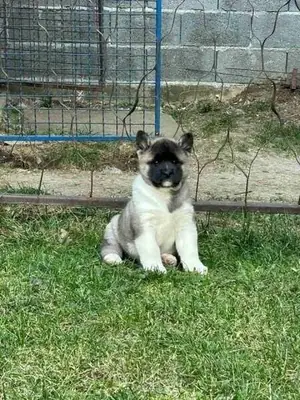 Akita Puppies Available Now