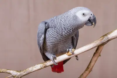 We are looking for a female mate for our adult male parrot.