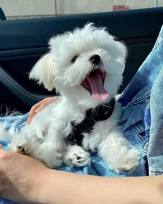 Amazing Maltese Puppies