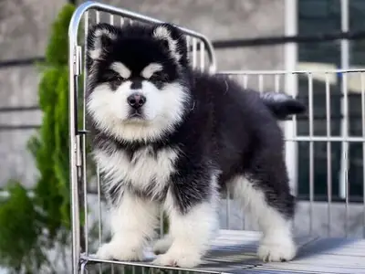 We have Alaskan Malamute Puppies