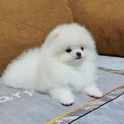 We have Pomeranian puppiess