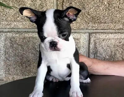 Trained Boston Terrier Puppies