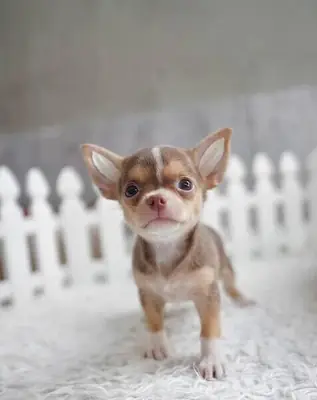 Chihuahua puppiess available
