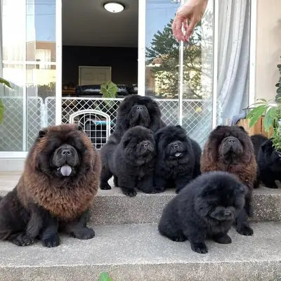 Seven chow chow puppies