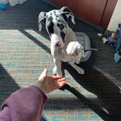 Healthy Great Dane Puppies
