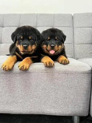 we have Rottweiler Puppiess