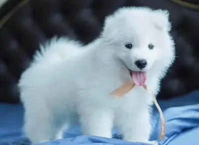 we have Samoyed puppies