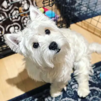 we have West Highland Terrier Puppiess