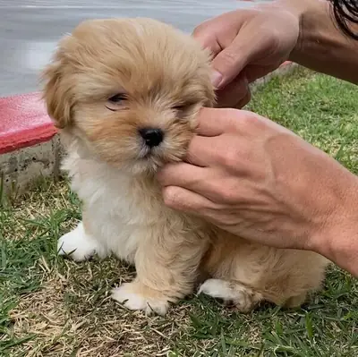 we have Lhasa Apso Puppies For Sale