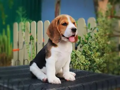 Beagle Pupies available