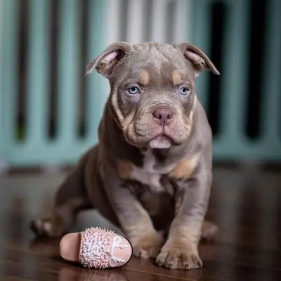 American Pittbull pupies 