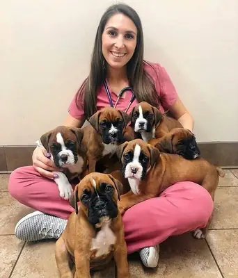 Boxer Puppies available