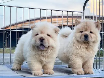 chow chow puppies
