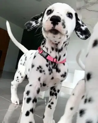 dalmatian puppies available