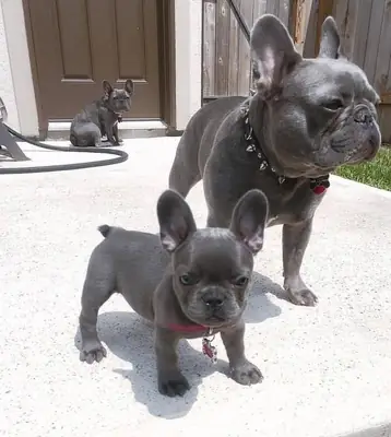 French Bulldog puppies ready to steal your heart!