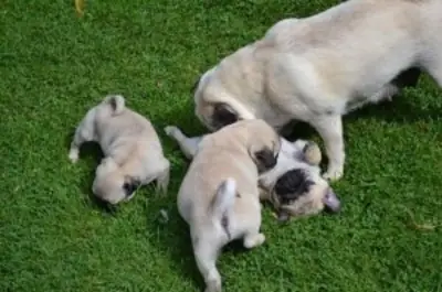 Inexpensive pug puppies are ready to find a new home.
