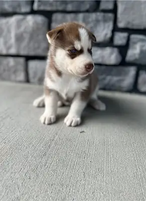 Sibirya Husky yavruları
