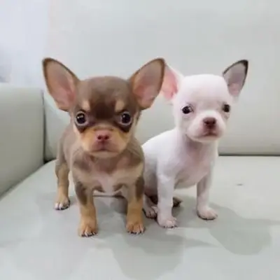 Cachorros de chihuahua