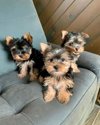 Cachorros Yorkshire Terrier inteligentes listos para encontrar un hogar lleno de amor.