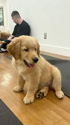 Healthy Golden Retriever Puppy for Sale