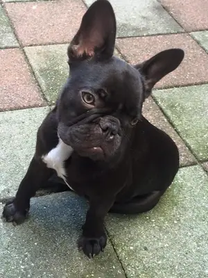 French Bulldog Puppies for Sale – Fully Checked