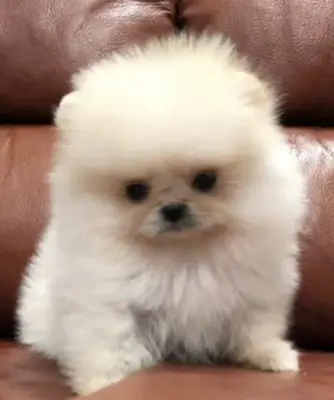 Pomeranian for sale – Family-friendly, social environment.
