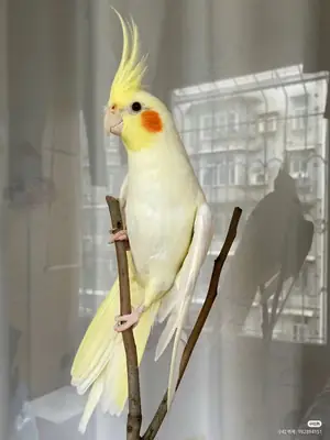 Free Adoption – Tame Cockatiel