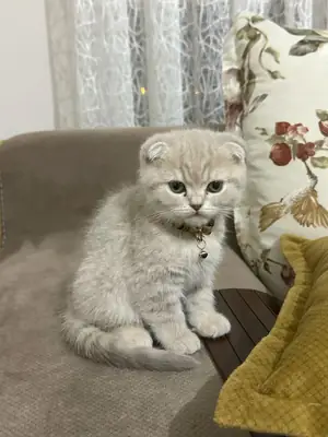 Scottish Fold for free adoption – quiet, affectionate, indoor cat