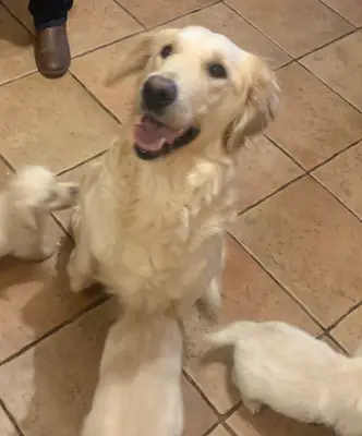 Golden Retriever yavruları