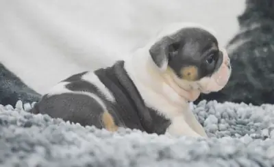漂亮的英国斗牛犬幼犬。
