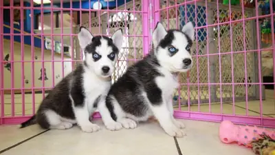 cachorros de Husky Siberiano