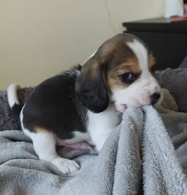Preciosos cachorros Beagle con pruebas de salud realizadas.