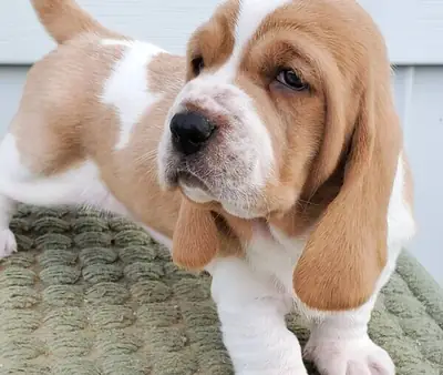 Basset hound puppies for adoption now