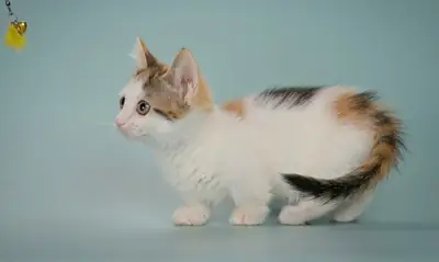 Munchkin Kittens Registered NOW
