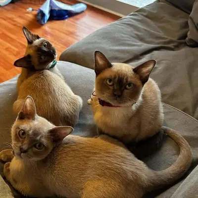 Litter Trained Burmese kittens Available .