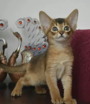 Amazing Abyssinian Kittens