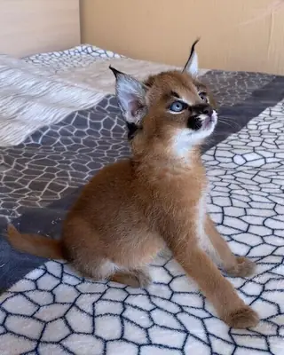 Three Caracal Kittens